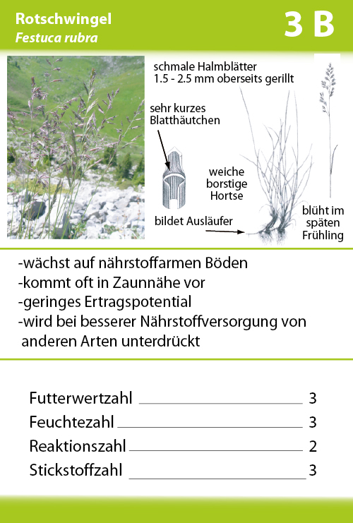 Rotschwingel